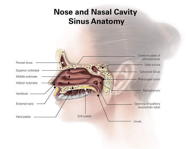 Nose and nasal cavity sinus anatomy — Stock Photo