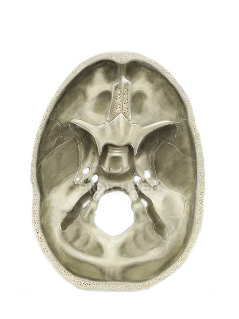 Fossette craniche illustrazione del cranio — Foto stock