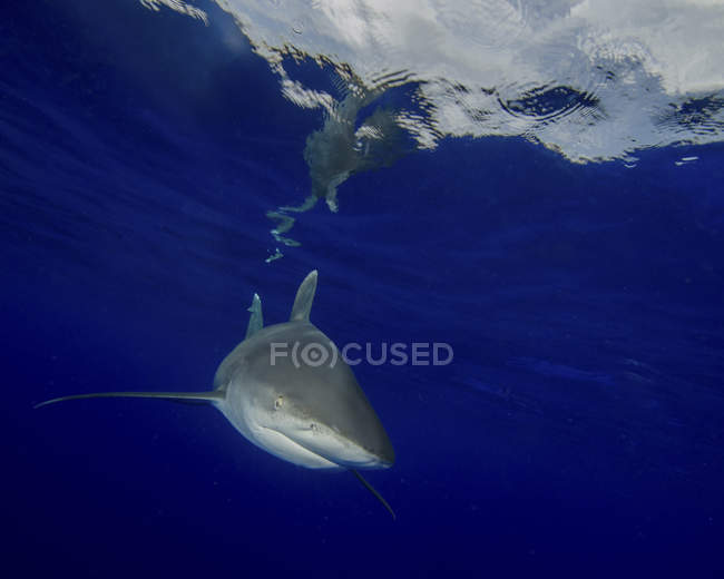 Океаническая белопёрая акула — стоковое фото