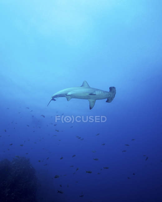 Scalloped hammerhead shark — Stock Photo