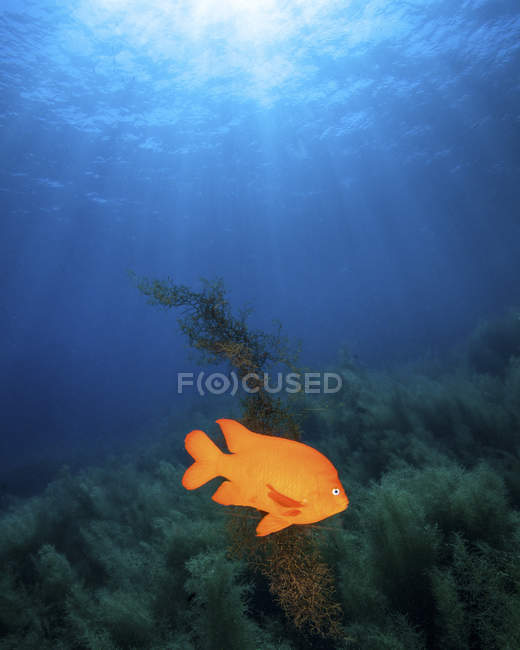 Sonnenstrahlen, die auf garibaldi damefish scheinen — Stockfoto
