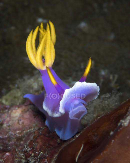 Hypselodoris sp nudibranch en el norte de Sulawesi - foto de stock