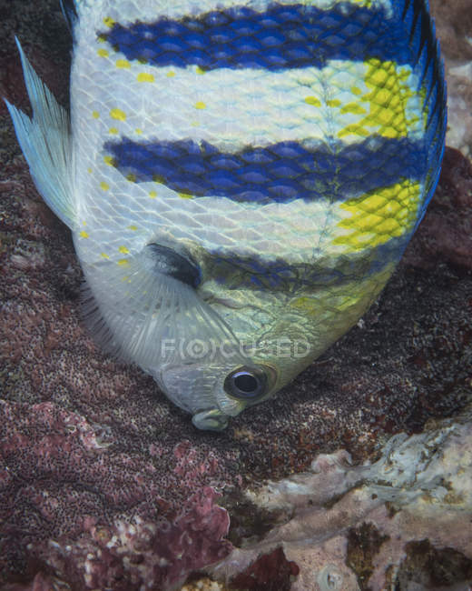Сержантська риба, що носить яйця — стокове фото