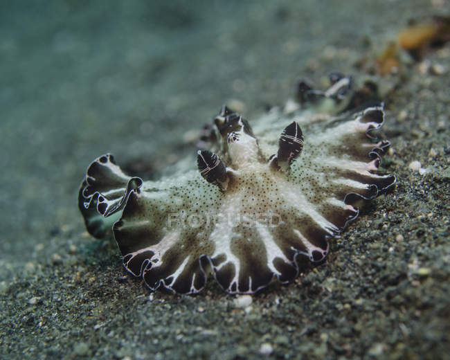 Nudibranch bordado e branco — Fotografia de Stock