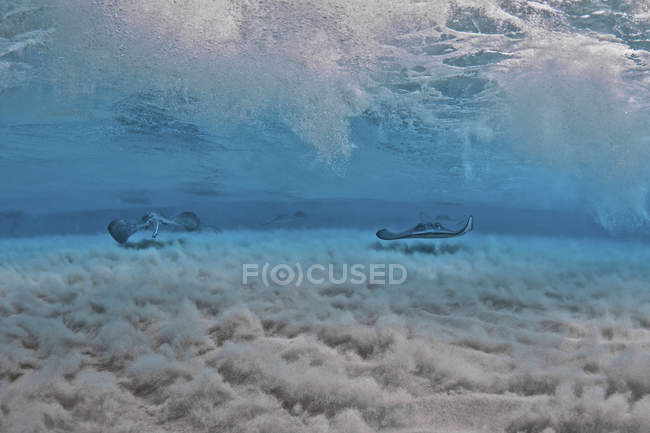 Stingrays nadando ao longo de barra de areia — Fotografia de Stock
