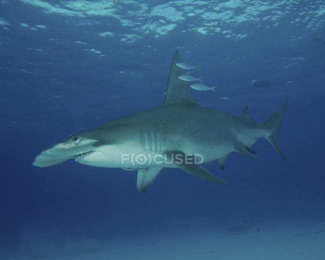 Great hammerhead shark — Stock Photo