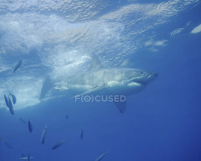 Большая белая акула на острове Гуадалупе — стоковое фото