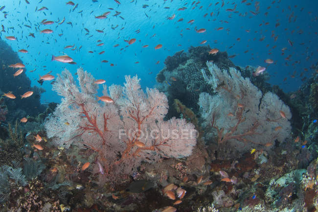 Сцена с рифом в Национальном парке Комодо — стоковое фото
