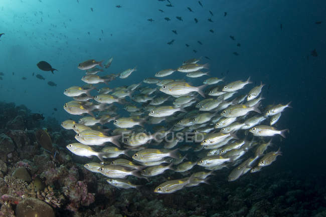 Schwarm schwimmender Fische — Stockfoto
