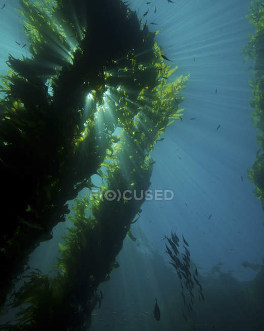 Kelp forest with flock of fish — Stock Photo