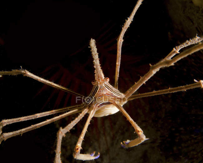 Flèche Crabe sur noir — Photo de stock