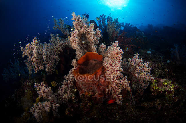 Corais moles em recife em Komodo — Fotografia de Stock
