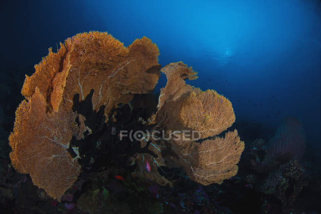 Ventilateur de mer sur les récifs colorés — Photo de stock