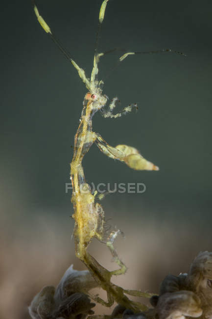 Skeleton shrimp in North Sulawesi — Stock Photo