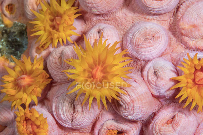 Tubastraea tasse corail — Photo de stock