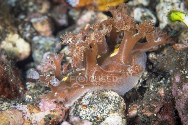 Marionia nudibranch в національному парку Комодо — стокове фото