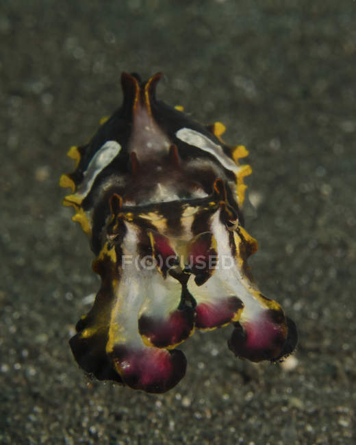 Cuttlefish flamboyant em Lembeh Strait — Fotografia de Stock