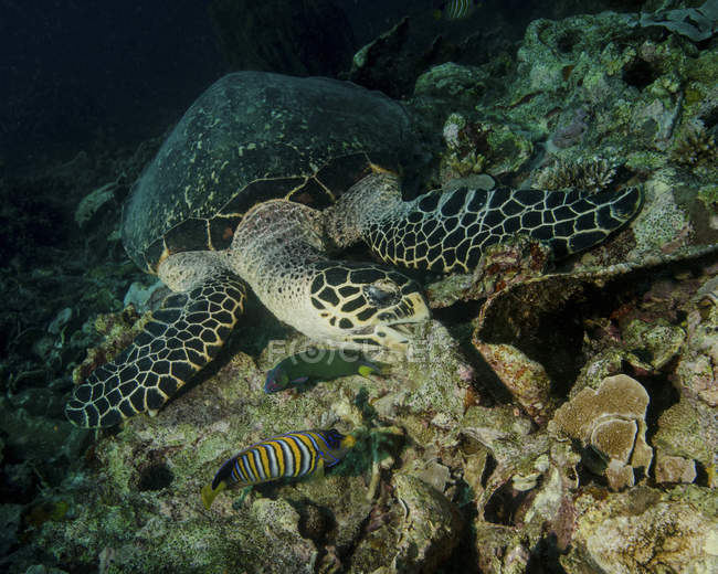 Habichtsschnabel-Meeresschildkröte füttern — Stockfoto