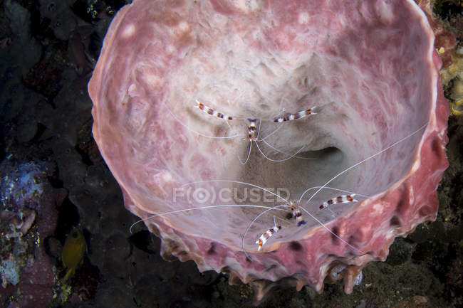 Camarones de coral con bandas en Sulawesi del Norte - foto de stock