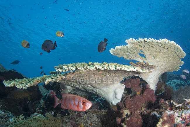 Pesce soldato sulla barriera corallina nel Parco Nazionale di Komodo — Foto stock
