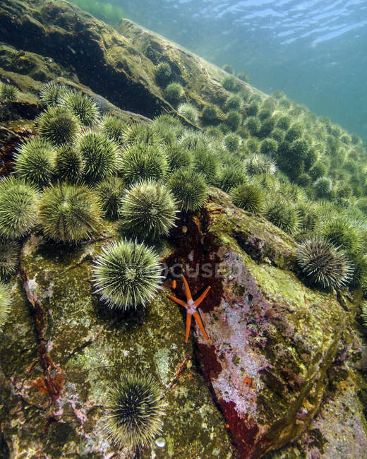 Морские звезды с колючими морскими ежками — стоковое фото