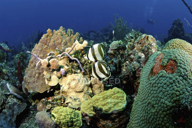 Par de mariposas con bandas que deambulan por los arrecifes - foto de stock