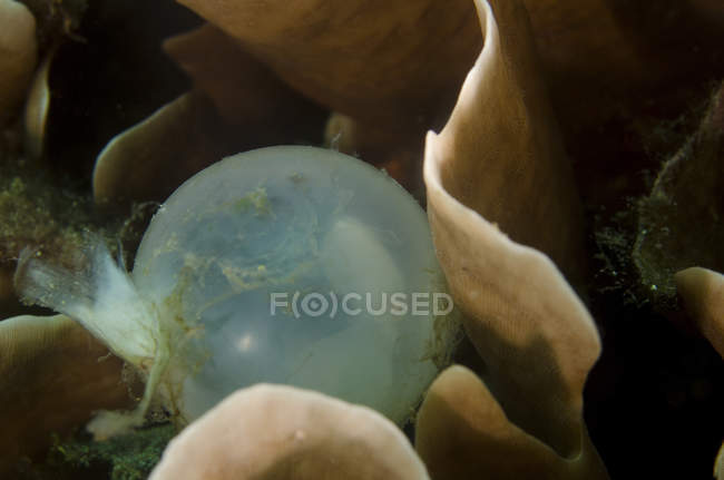 Egg with developing cuttlefish — Stock Photo