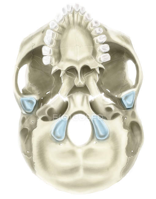 Base del cranio umano — Foto stock