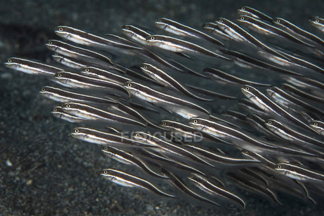 Striped catfish flock in North Sulawesi — Stock Photo