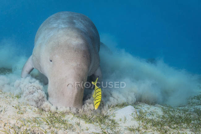 Dugong en el fondo del Mar Rojo - foto de stock