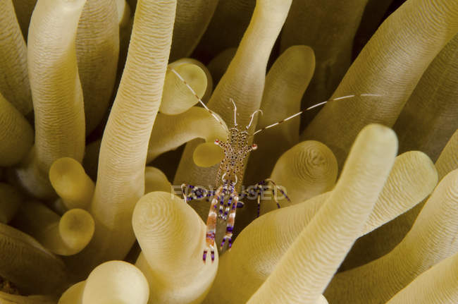 Gamberetti più puliti su anemone — Foto stock