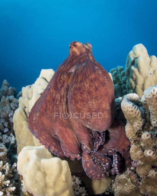 Pulpo sobre corales en el Mar Rojo - foto de stock