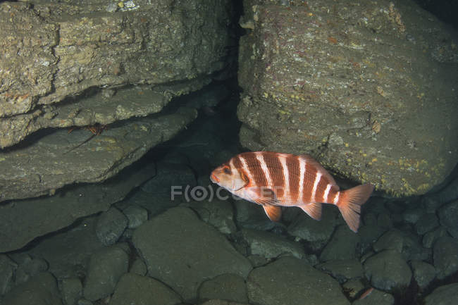 Banded Morwong in waters of Tasmania — Stock Photo