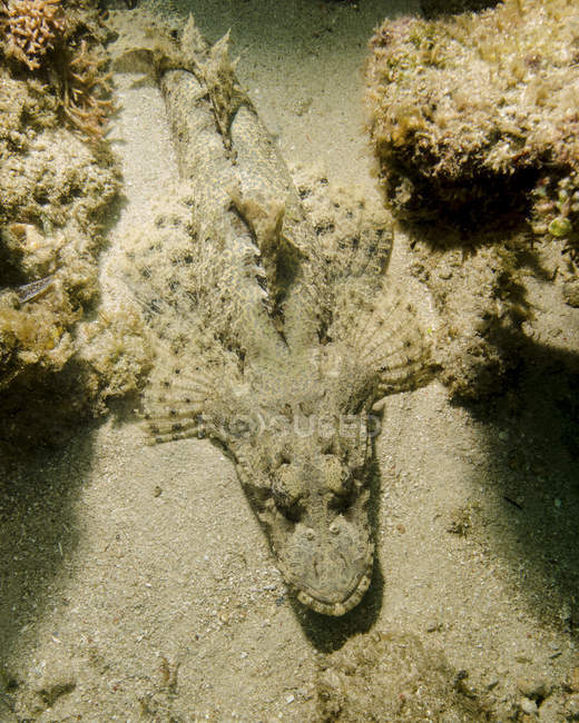 Flathead Crocodilfish on seabed — стоковое фото