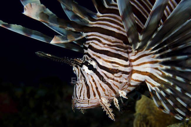 Lionfish in dark water — Stock Photo