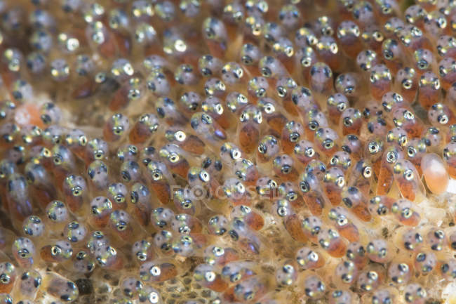 Uova di pesce pompelmo nel Nord Sulawesi — Foto stock