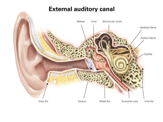 Canal auditivo del oído humano - foto de stock