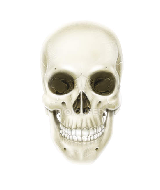 Anterior view of human skull — Stock Photo