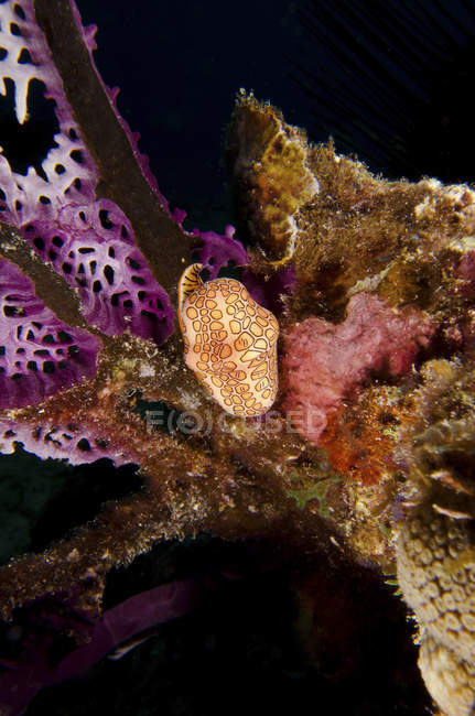 Lumaca lingua fenicottero sul corallo — Foto stock