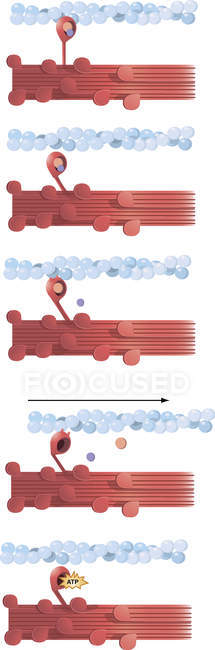 Ilustración de la contracción muscular - foto de stock