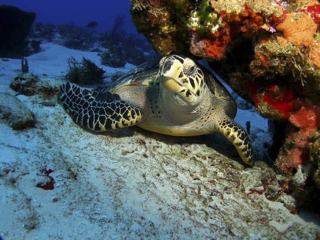 Habichtsschnabel-Meeresschildkröte ruht unter Riff — Stockfoto