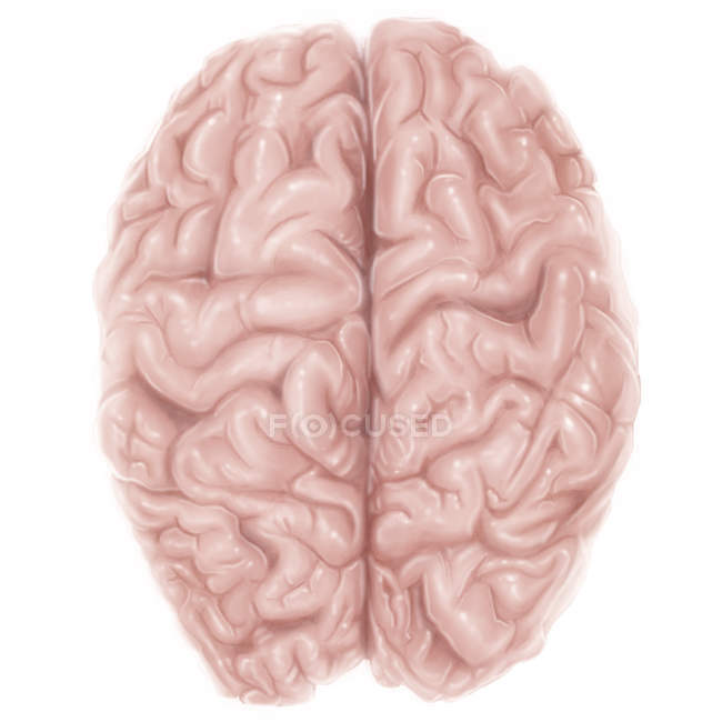 Vue supérieure du cerveau humain — Photo de stock