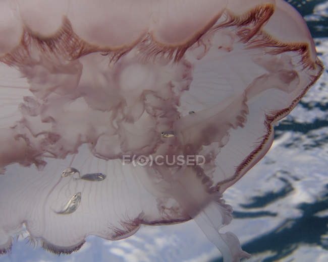 Moon Jellyfish with small fish — Stock Photo