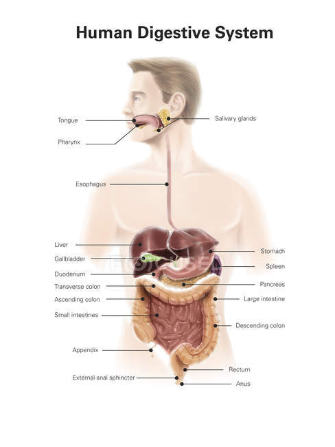 Système digestif humain — Photo de stock
