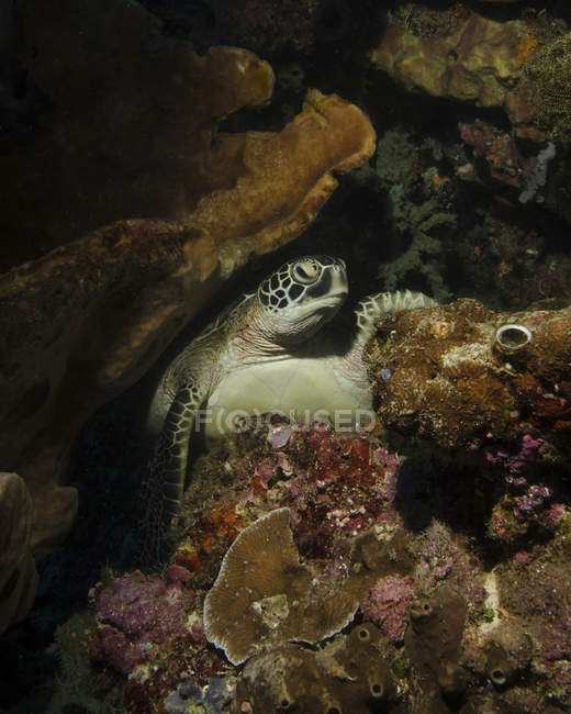 Tortuga marina verde - foto de stock