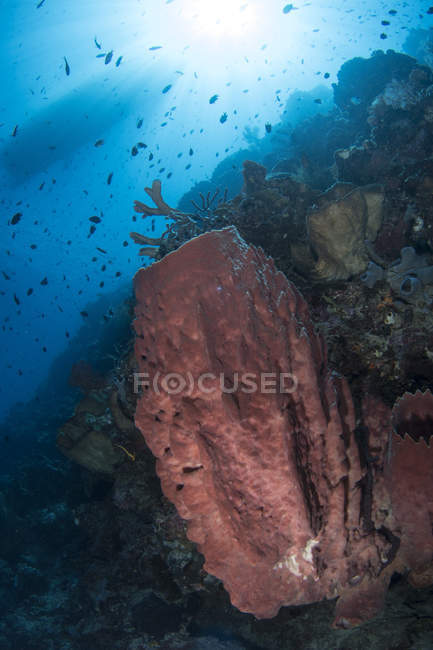 Escena de arrecife con esponja de barril - foto de stock