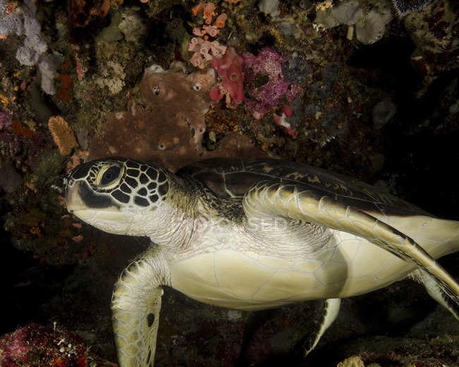 Зелена черепаха на рифі — стокове фото