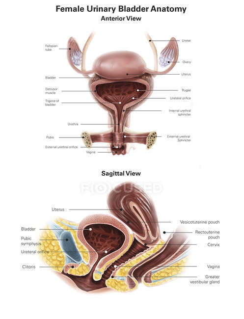 Female urinary bladder — Stock Photo