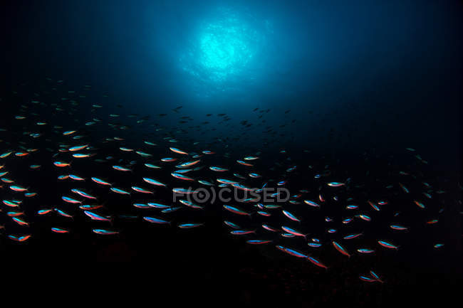 Bandada de peces en el mar de Banda - foto de stock