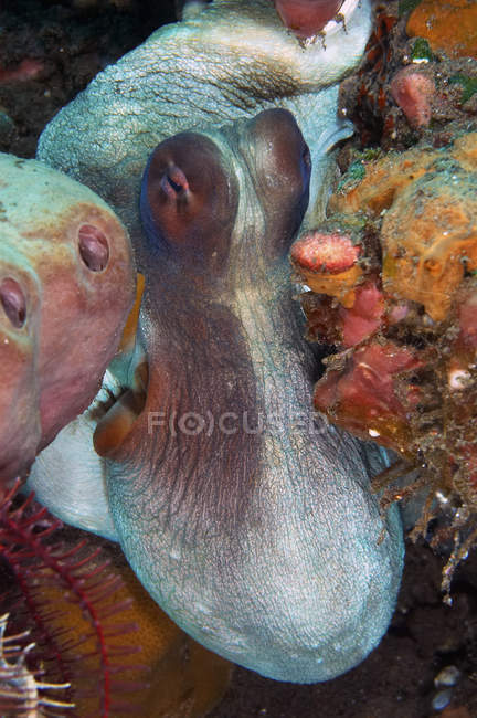 Octopus squeezing through sponges — Stock Photo